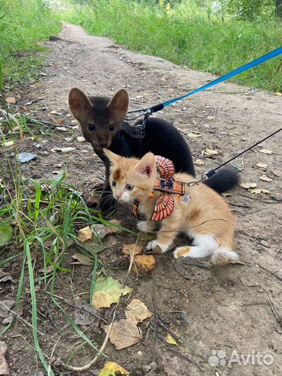 Соболя домашние,хорьки