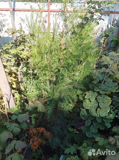 Саженцы туя