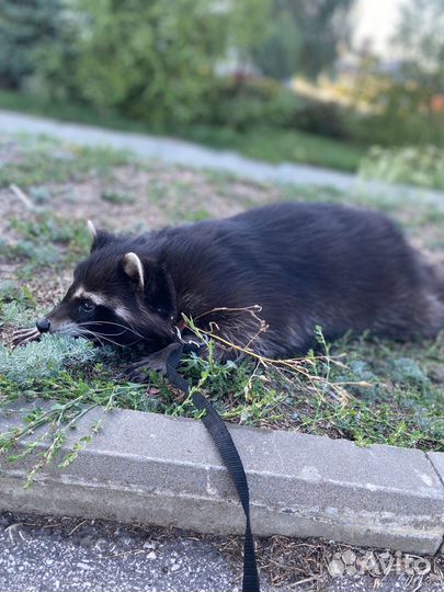 Енот (вязка)