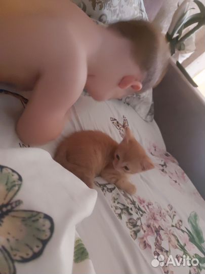 Домашние животные котята