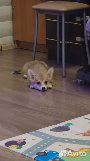 Вельш-корги пемброк девочка