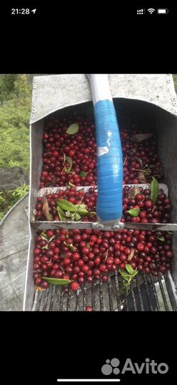 Продам бруснику