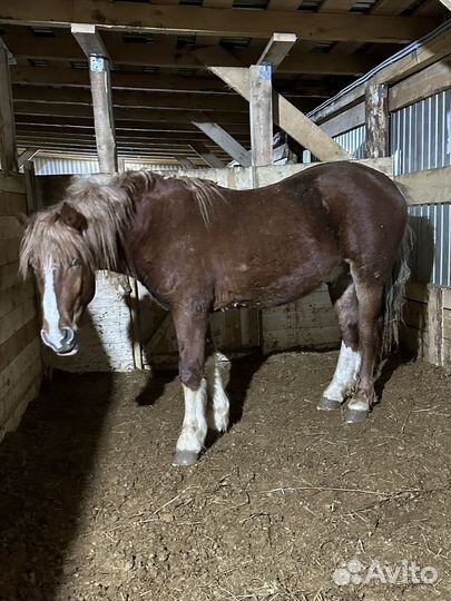 Жеребец тяжеловоз