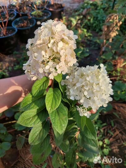 Гортензия метельчатая саженцы