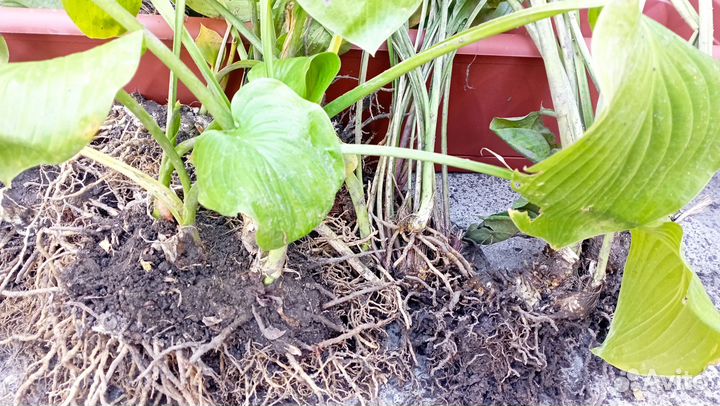 Продам клубни хосты