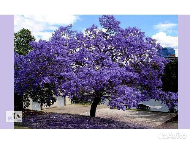 Павловния саженцы