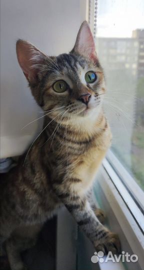 Стерилизованная кошечка