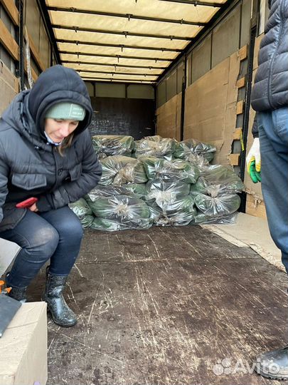 Саженцы сосны зкс от производителя