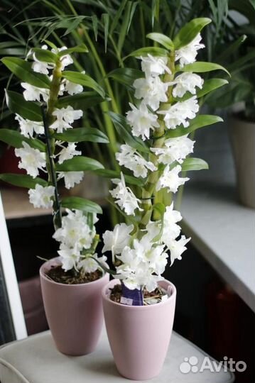 Орхидея,Дендробиум