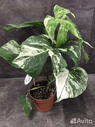 Monstera Deliciosa Variegata