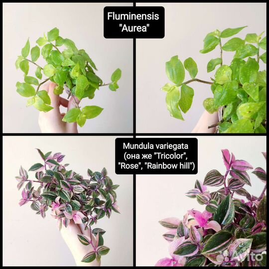 Традесканции сортовые