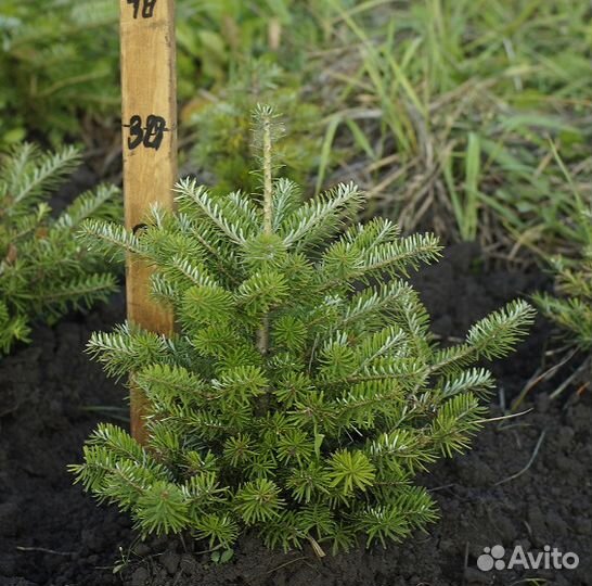 Пихта корейская