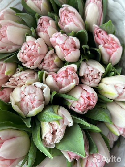 Зефирные тюльпаны. Красивые тюльпаны 8 марта