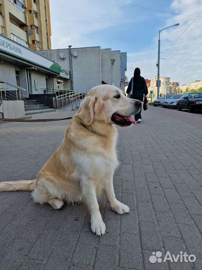 Вязка ретривер