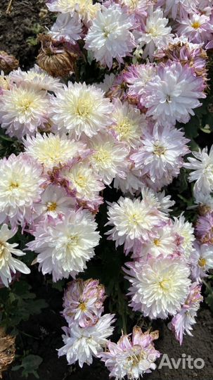 Хризантема кустовая