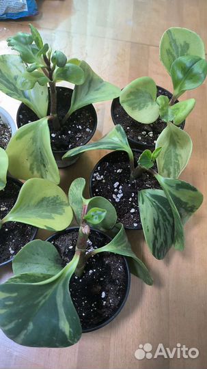 Пеперомия рейндроп и другие растения