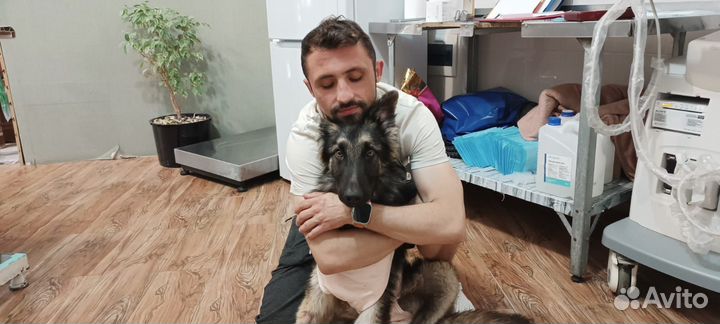 Ветеринарный врач 24/7