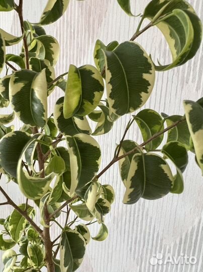Фикус ирэн взрослый
