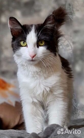 Кошечк нужен дом