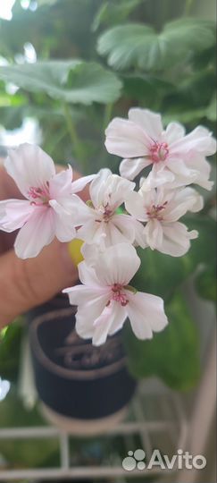 Герань пеларгония