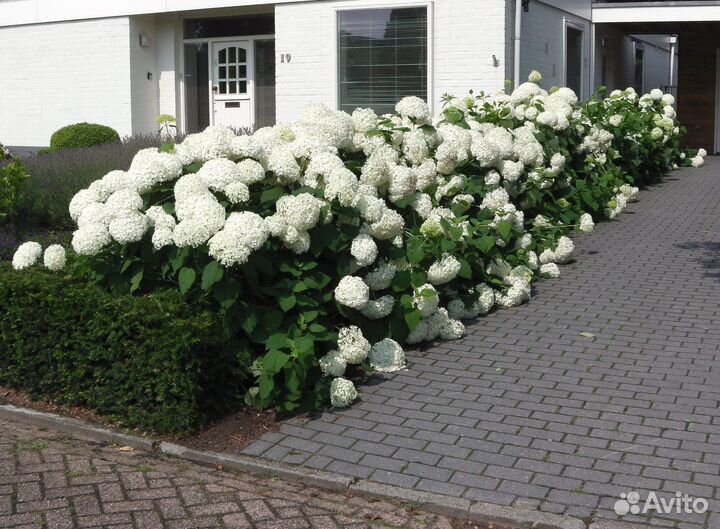 Гортензии и другие кустарники