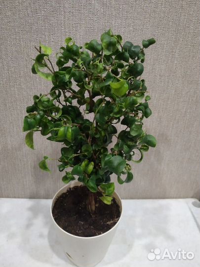 Фикус барок