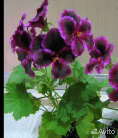 Пеларгония герань