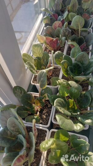 Продам фиалки