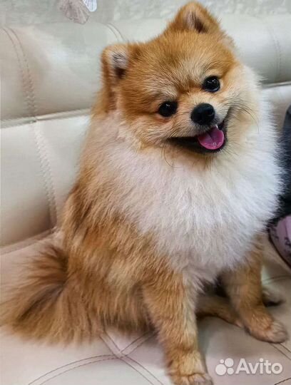 Померанский шпиц для вязки