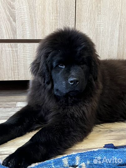 Ньюфаундленд