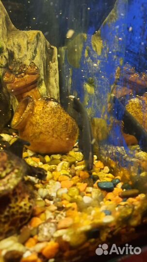 Черный нож рыбка