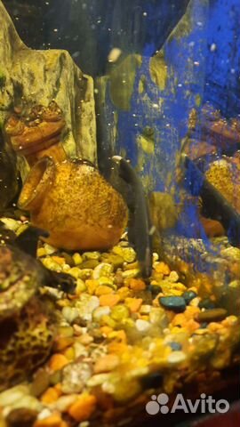 Черный нож рыбка