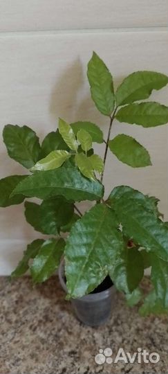 Сингониум,полисциасы