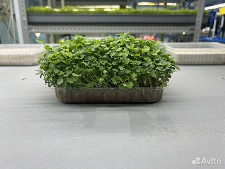 Микро Руккола (микрозелень)