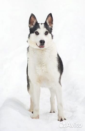 Ищет дом малышка Нора