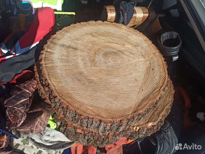 Торцевой спил дуба d50 толщина 10 полусухой
