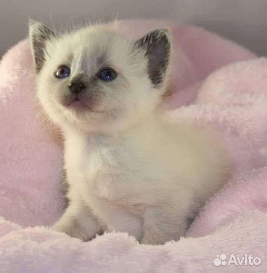 Кошка в дар