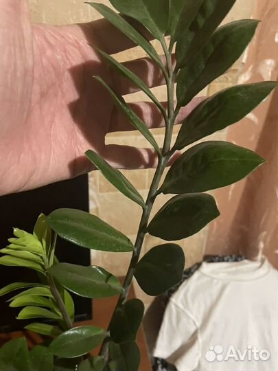 Замиокулькас