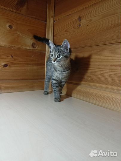 Отдаю котенка в добрые руки