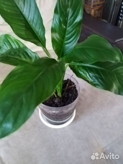 Комнатные цветы