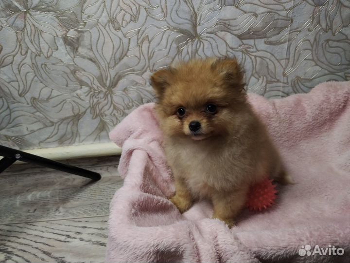 Щенки малый немецкий шпиц