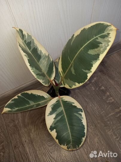 Фикус эластика Тинеке