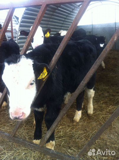 Бычки телята
