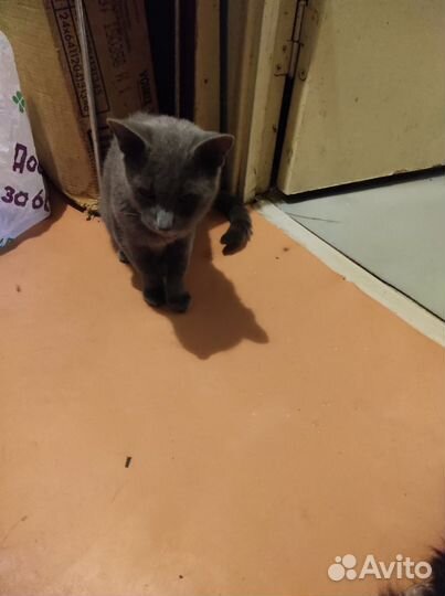 Котики в добрые руки