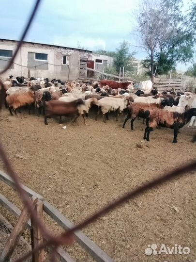 Овцы бараны