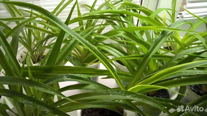 Хлорофитум