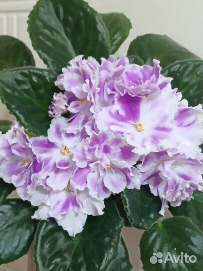 Фиалки сортовые