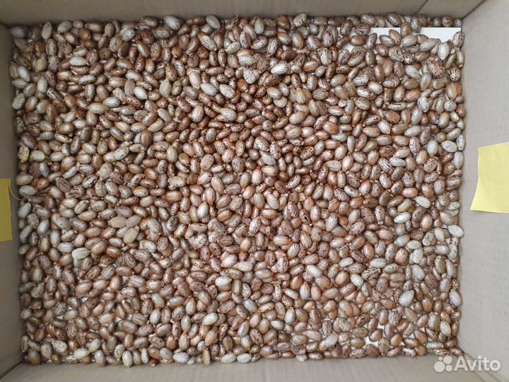 Семена клещевины