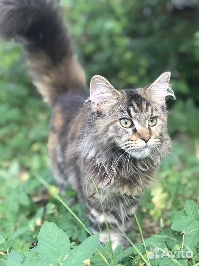 Мейн-кун черепашки