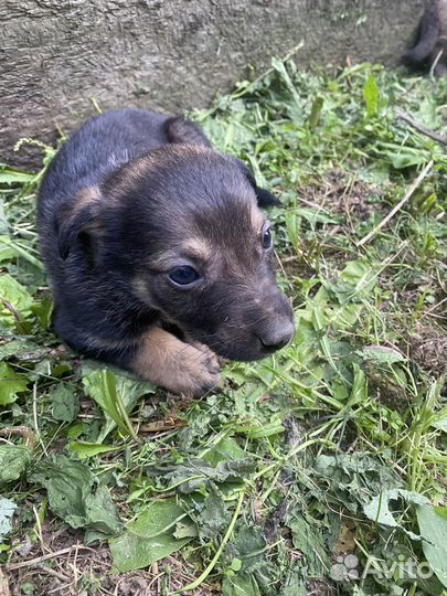 Щенок в добрые руки бесплатно